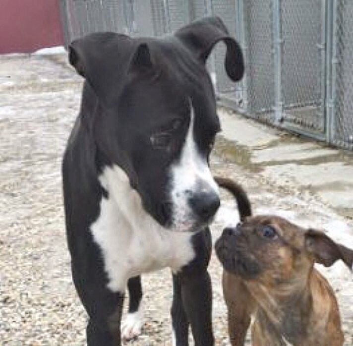 Need a spa day, play date or lodging for Spike or Socks?